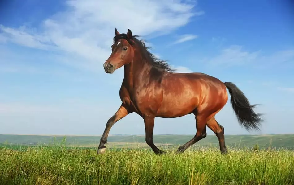totem caballo