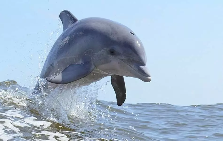 totem delfin