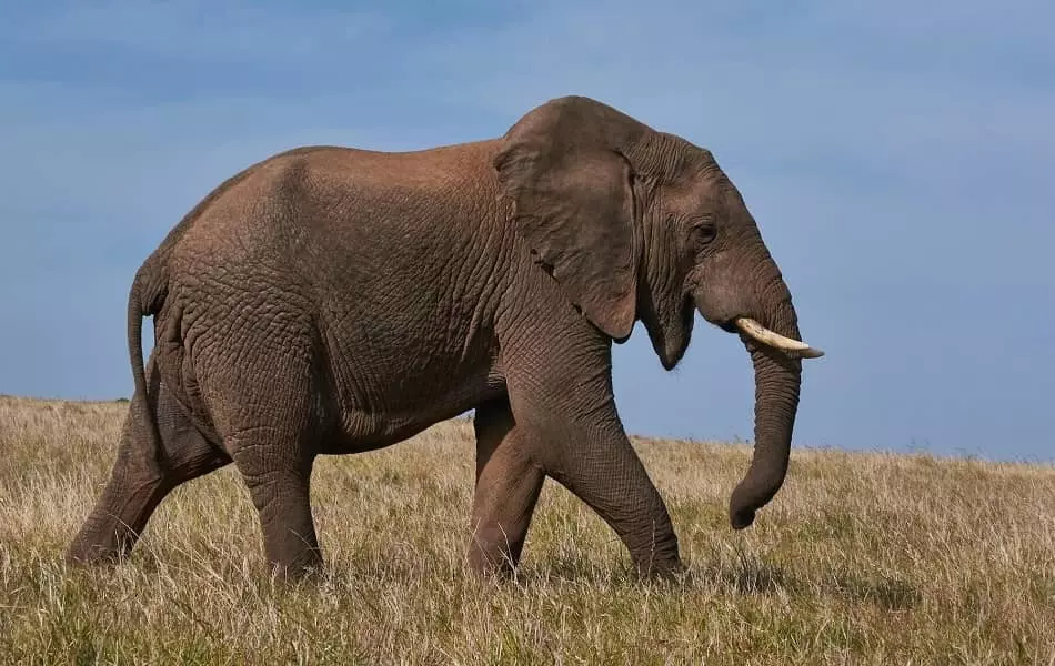 totem elefante
