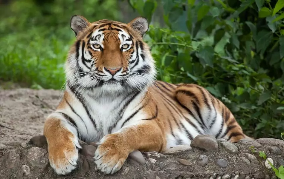 totem tigre