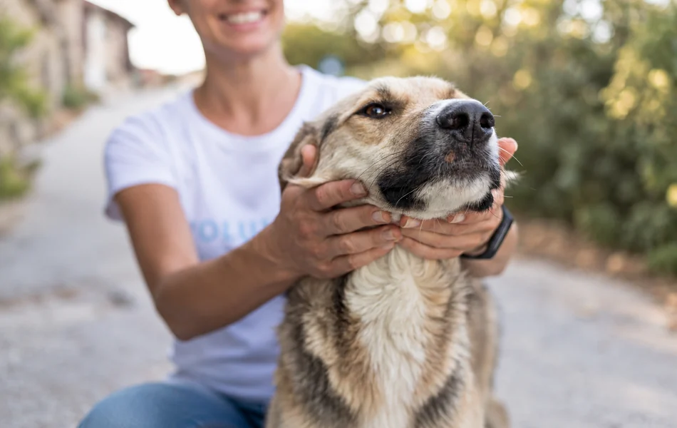 reiki-para-animales